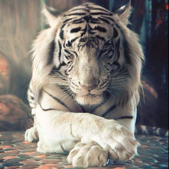 Meet your Posher, Fatimah - Picture 1 of 1